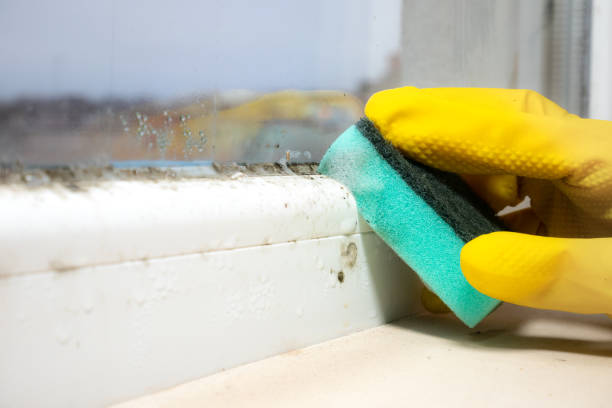 Best Commercial Mold Removal  in Buffalo, NY