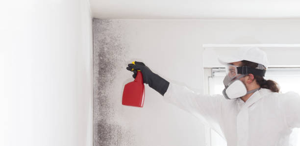 Best Local Mold Removal Service  in Buffalo, NY