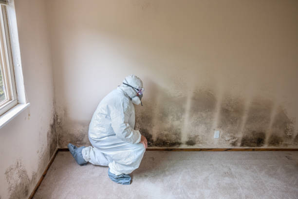 Best Mold Damage Repair  in Buffalo, NY