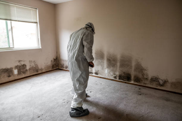 Best Crawl Space Mold Removal  in Buffalo, NY