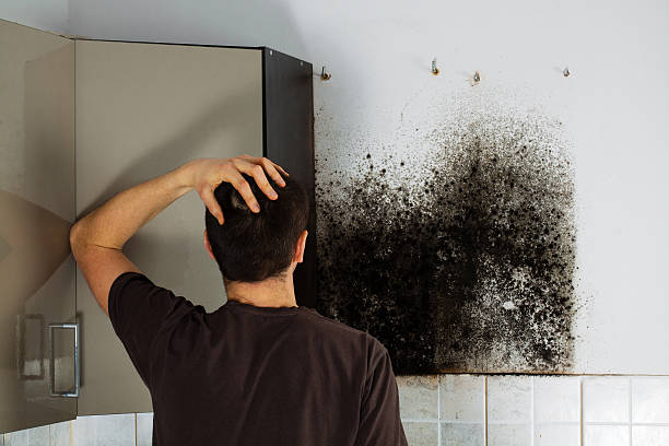 Best Mold Removal Process  in Buffalo, NY